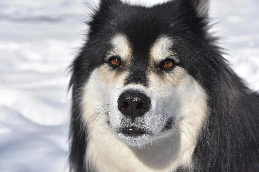 Chó alaska - cách phân biệt với chó husky và cách nuôi