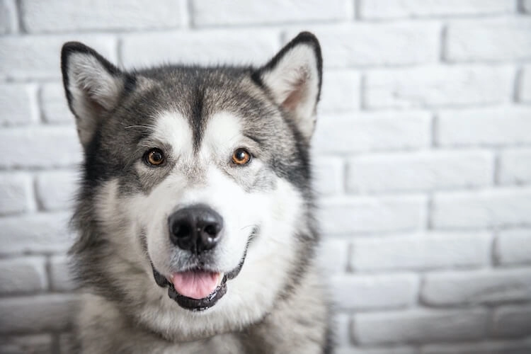 Chó alaska - cách phân biệt với chó husky và cách nuôi