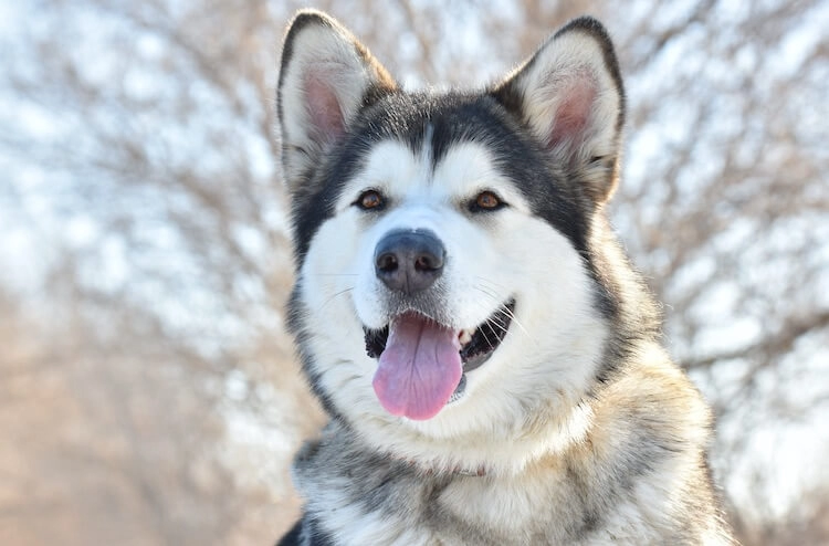 Chó alaska - cách phân biệt với chó husky và cách nuôi