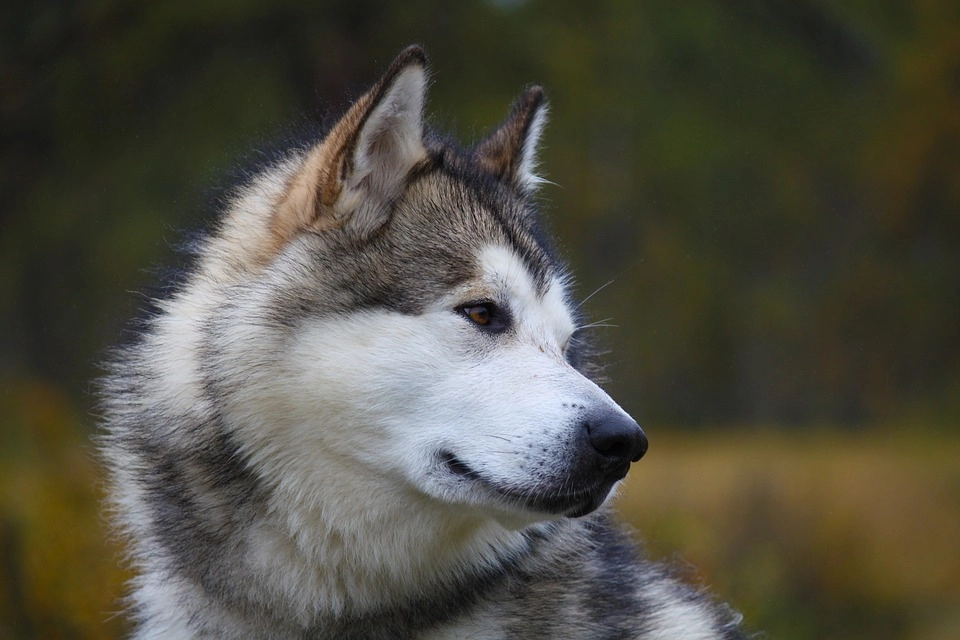 Chó alaska - cách phân biệt với chó husky và cách nuôi