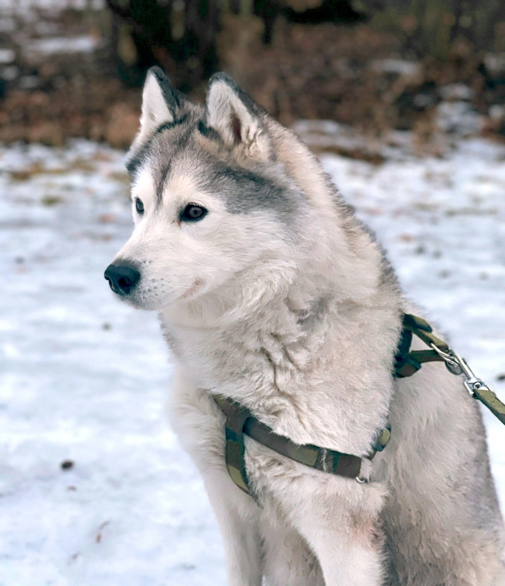 Chó alaska - cách phân biệt với chó husky và cách nuôi