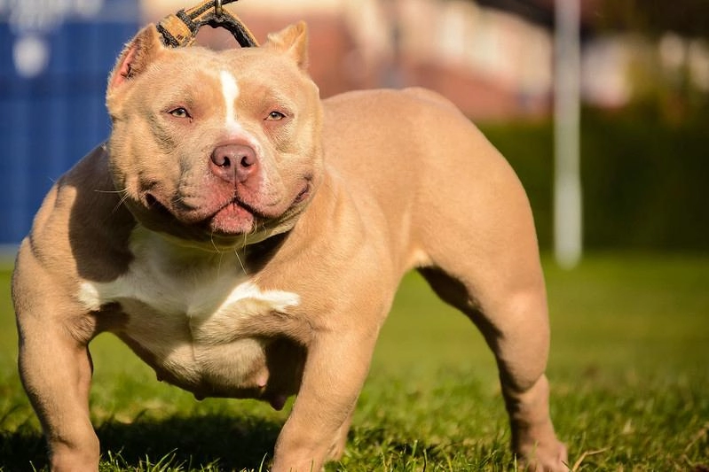 Chó buly như anh em sinh đôi với pitbull nhưng rất thân thiện