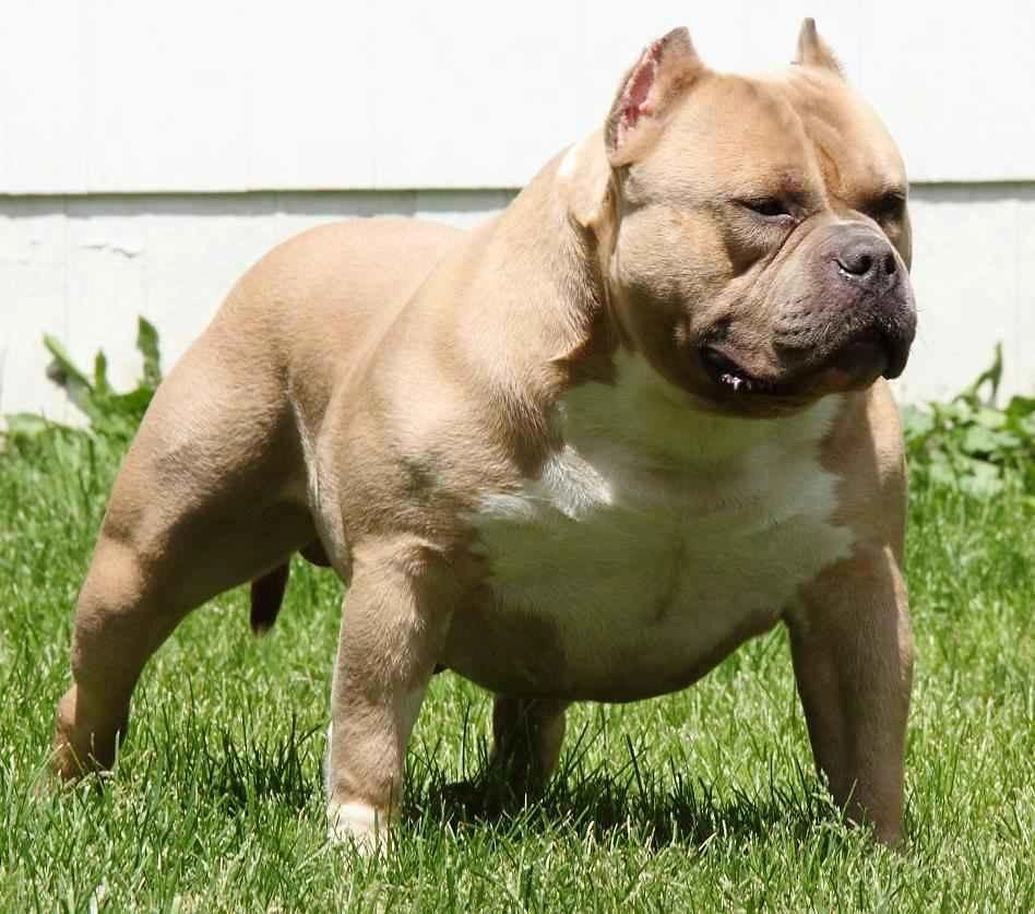 Chó buly như anh em sinh đôi với pitbull nhưng rất thân thiện