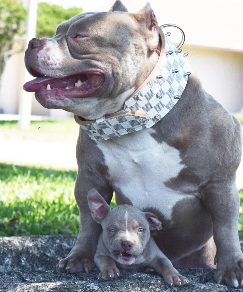 Chó buly như anh em sinh đôi với pitbull nhưng rất thân thiện