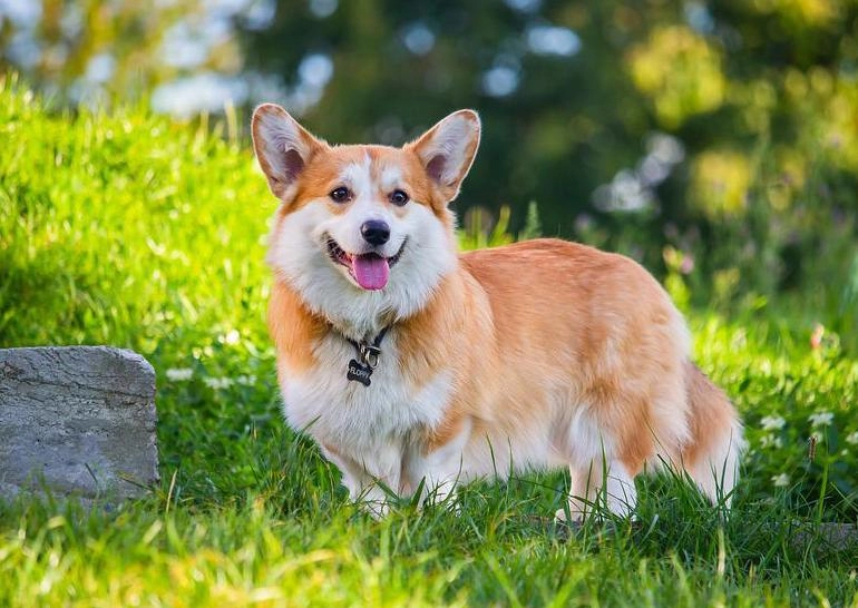 Chó corgi - nguồn gốc đặc điểm và cách chăm sóc tốt nhất