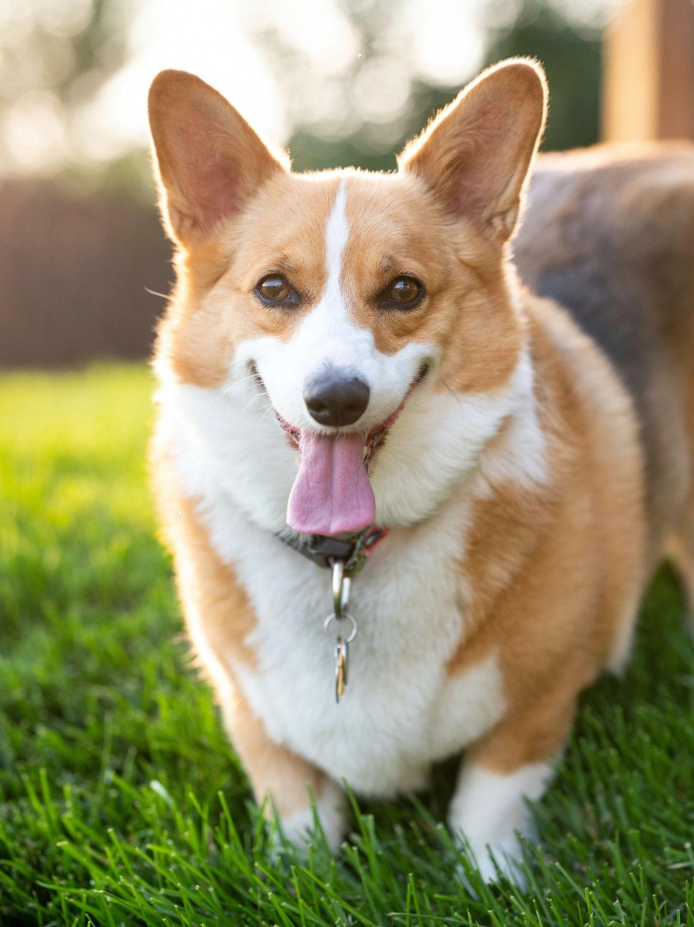 Chó corgi - nguồn gốc đặc điểm và cách chăm sóc tốt nhất