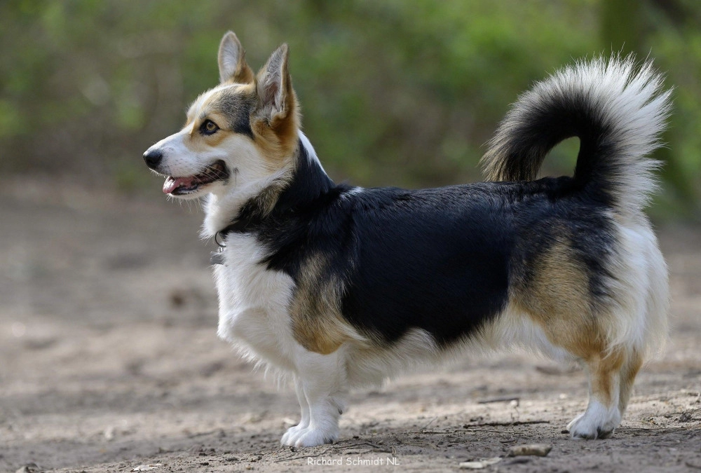 Chó corgi - nguồn gốc đặc điểm và cách chăm sóc tốt nhất