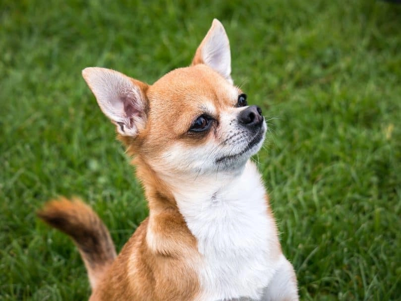 Chó corgi - nguồn gốc đặc điểm và cách chăm sóc tốt nhất