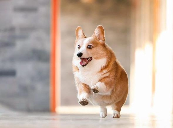 Chó corgi - nguồn gốc đặc điểm và cách chăm sóc tốt nhất