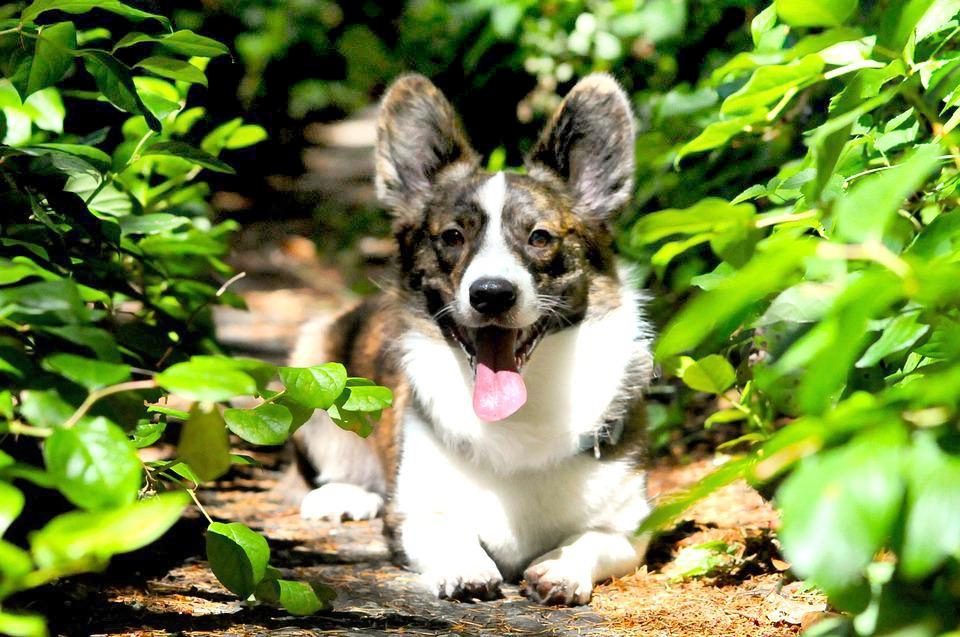 Chó corgi - nguồn gốc đặc điểm và cách chăm sóc tốt nhất