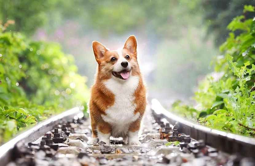 Chó corgi - nguồn gốc đặc điểm và cách chăm sóc tốt nhất