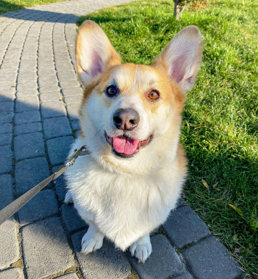 Chó corgi - nguồn gốc đặc điểm và cách chăm sóc tốt nhất