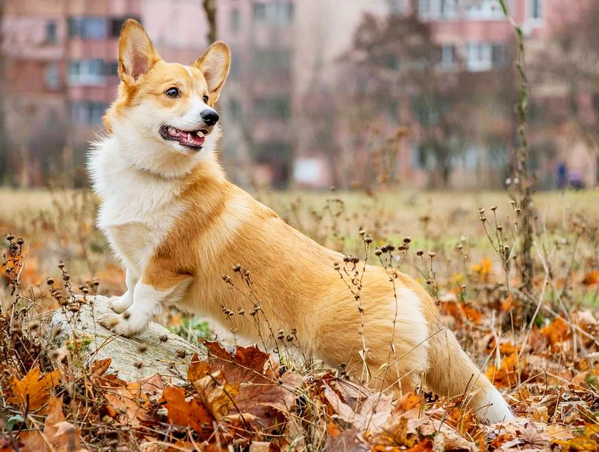 Chó corgi - nguồn gốc đặc điểm và cách chăm sóc tốt nhất