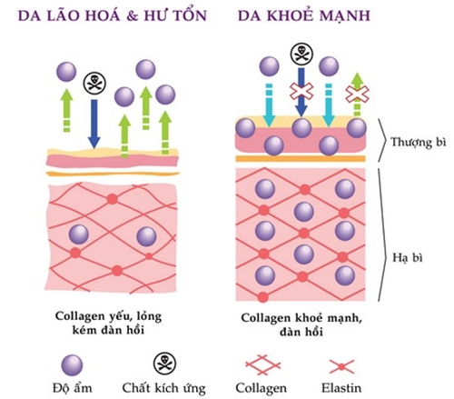 Collagen chất sống và tuổi thanh xuân của làn da