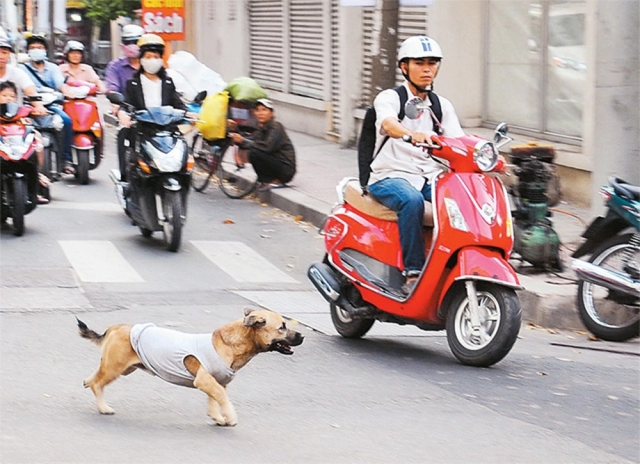 Động vật băng ngang đường và cách xử lý an toàn nhất