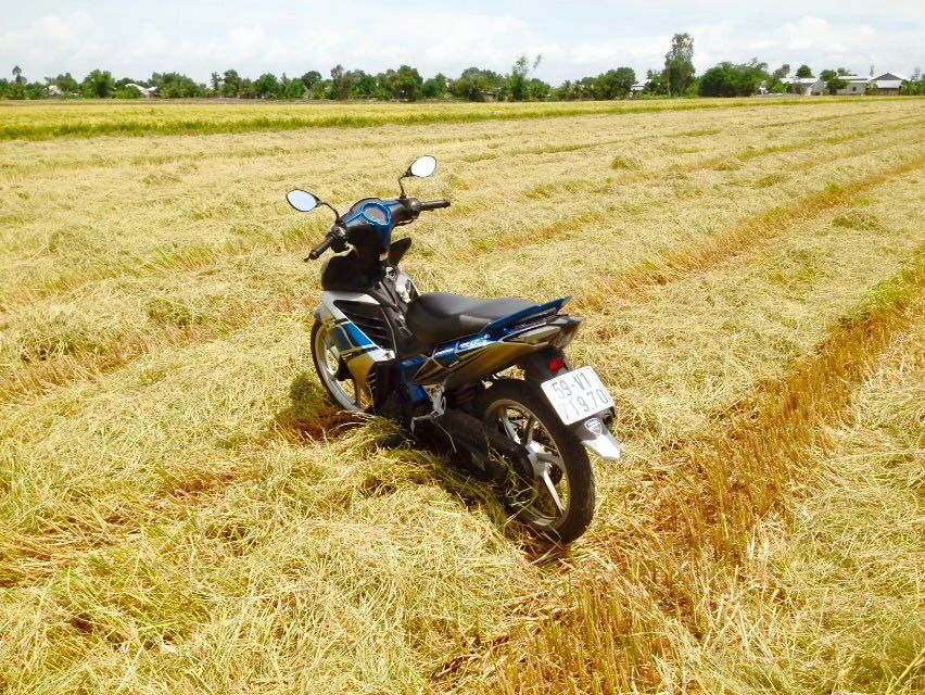 Exciter 135cc giữa cánh đồng mùa gặt lúa