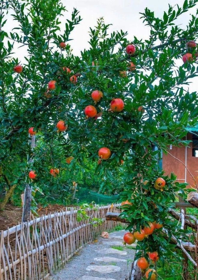 Gia đình nào trồng loại cây này con cháu không giỏi cũng giàu cây trĩu quả càng là điềm lành