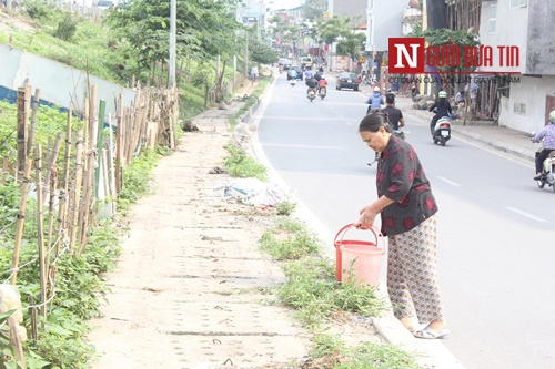 Hà nội mãn nhãn vườn rau sạch dài gần 2km trồng trong hốc xi măng