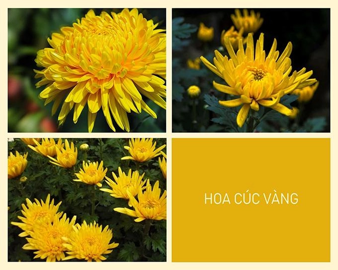 Hoa cúc - phân loại ý nghĩa công dụng và cách trồng giúp hoa nở đẹp