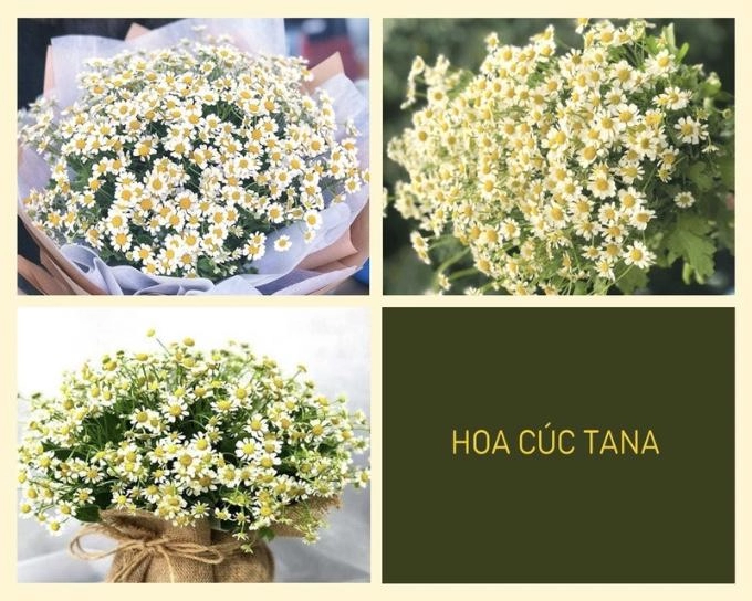 Hoa cúc - phân loại ý nghĩa công dụng và cách trồng giúp hoa nở đẹp