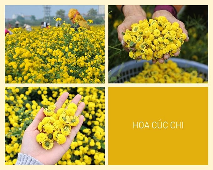 Hoa cúc - phân loại ý nghĩa công dụng và cách trồng giúp hoa nở đẹp