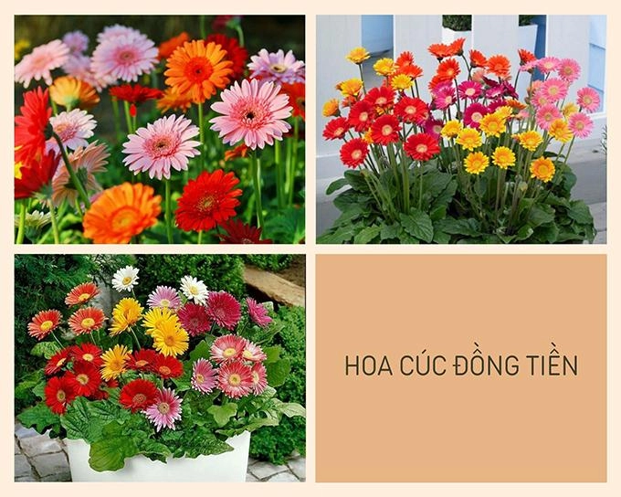 Hoa cúc - phân loại ý nghĩa công dụng và cách trồng giúp hoa nở đẹp