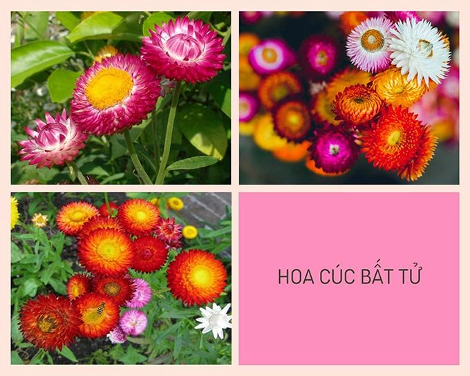 Hoa cúc - phân loại ý nghĩa công dụng và cách trồng giúp hoa nở đẹp