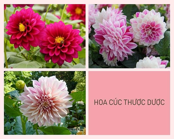 Hoa cúc - phân loại ý nghĩa công dụng và cách trồng giúp hoa nở đẹp