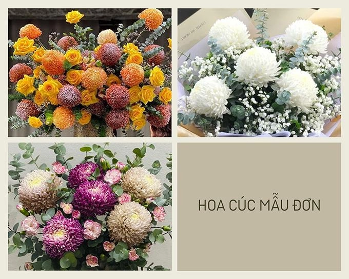 Hoa cúc - phân loại ý nghĩa công dụng và cách trồng giúp hoa nở đẹp