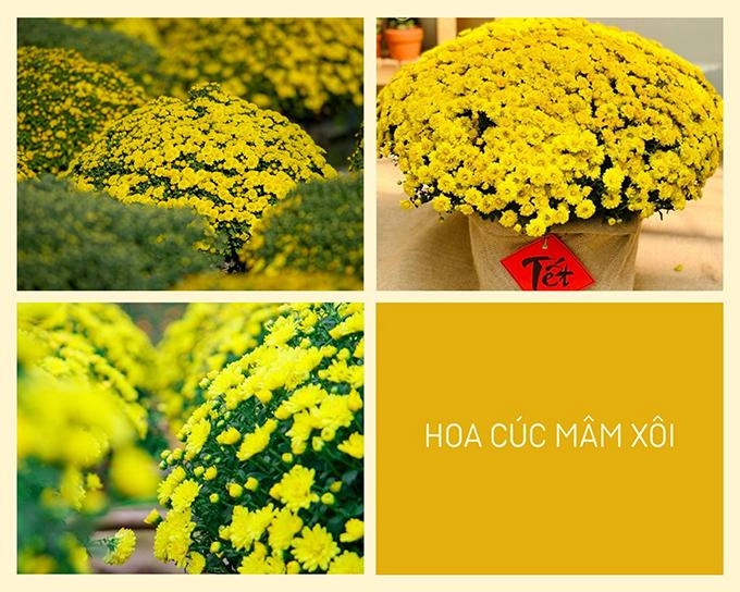 Hoa cúc - phân loại ý nghĩa công dụng và cách trồng giúp hoa nở đẹp