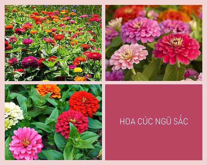 Hoa cúc - phân loại ý nghĩa công dụng và cách trồng giúp hoa nở đẹp