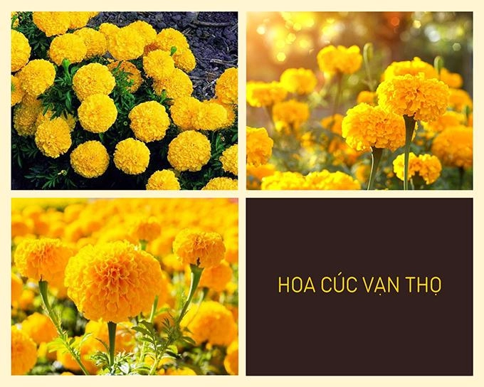 Hoa cúc - phân loại ý nghĩa công dụng và cách trồng giúp hoa nở đẹp