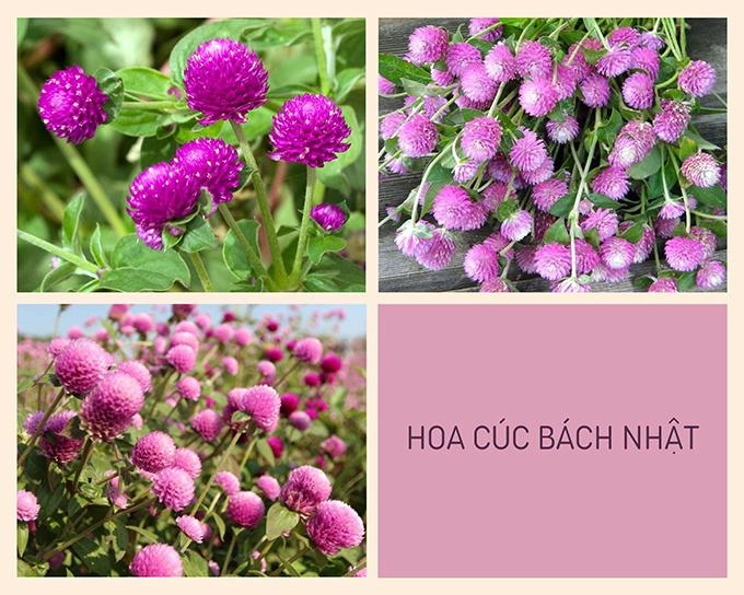 Hoa cúc - phân loại ý nghĩa công dụng và cách trồng giúp hoa nở đẹp