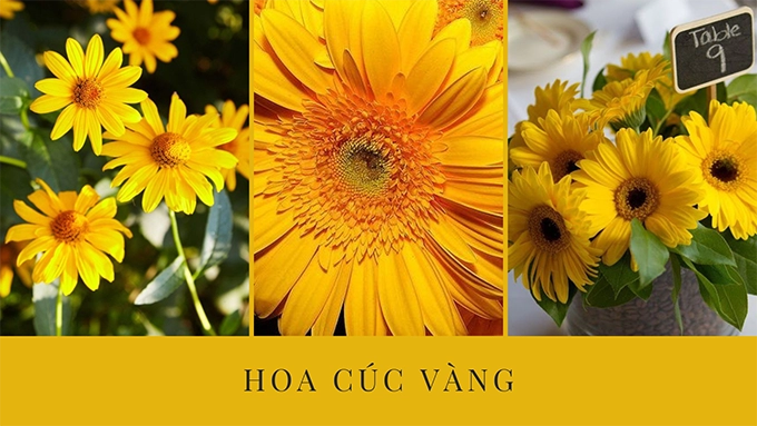 Hoa cúc - phân loại ý nghĩa công dụng và cách trồng giúp hoa nở đẹp