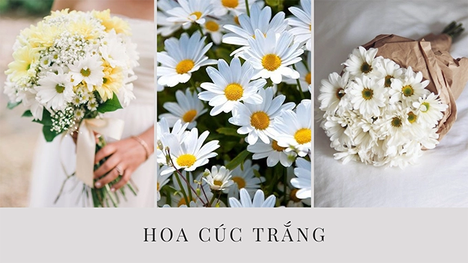 Hoa cúc - phân loại ý nghĩa công dụng và cách trồng giúp hoa nở đẹp