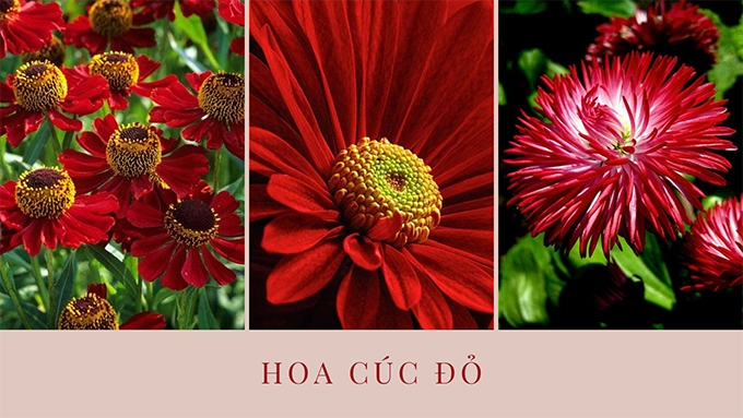 Hoa cúc - phân loại ý nghĩa công dụng và cách trồng giúp hoa nở đẹp