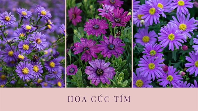 Hoa cúc - phân loại ý nghĩa công dụng và cách trồng giúp hoa nở đẹp