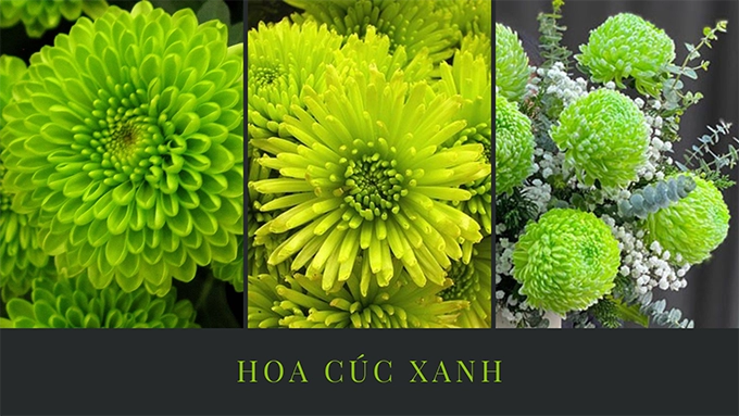 Hoa cúc - phân loại ý nghĩa công dụng và cách trồng giúp hoa nở đẹp