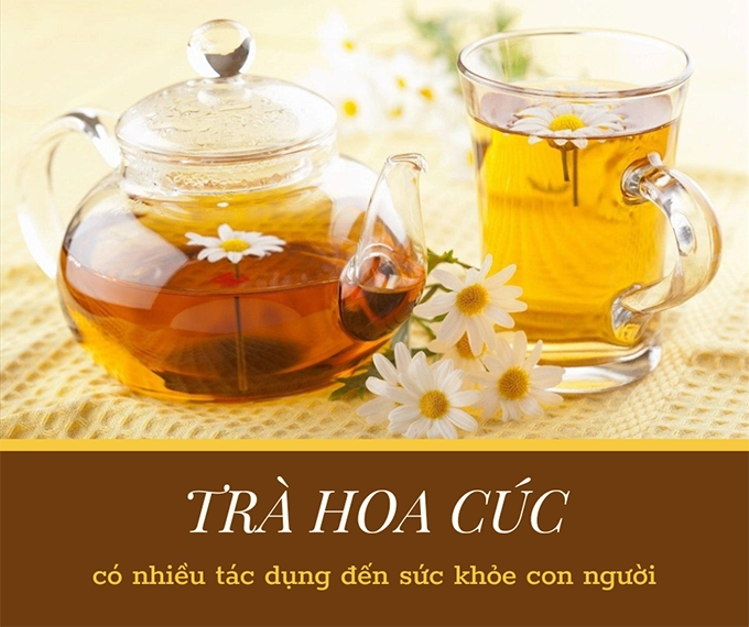 Hoa cúc - phân loại ý nghĩa công dụng và cách trồng giúp hoa nở đẹp