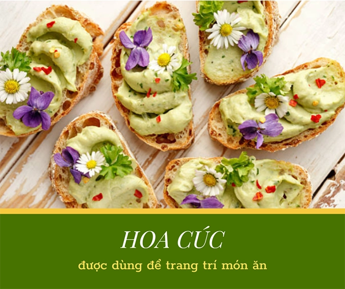 Hoa cúc - phân loại ý nghĩa công dụng và cách trồng giúp hoa nở đẹp