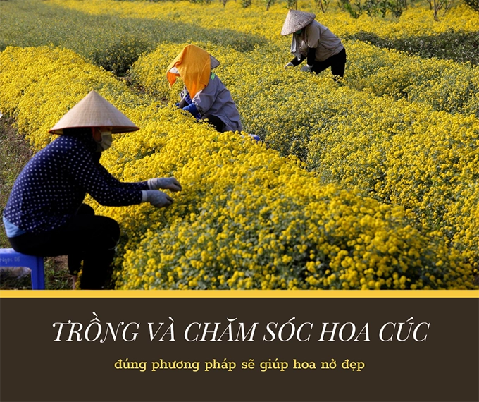 Hoa cúc - phân loại ý nghĩa công dụng và cách trồng giúp hoa nở đẹp