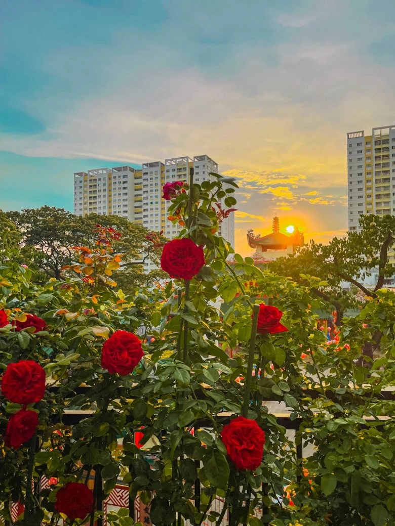 Hoa hồng trong thời tiết nắng nóng bị cháy lá làm theo cánh này vẫn nở hoa đẹp ngất ngây