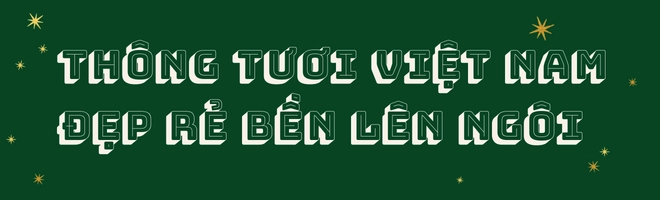 Hội mẹ đảm trổ tài cắm cành thông tươi đón giáng sinh mách bí quyết đơn giản giữ cành thông tươi lâu