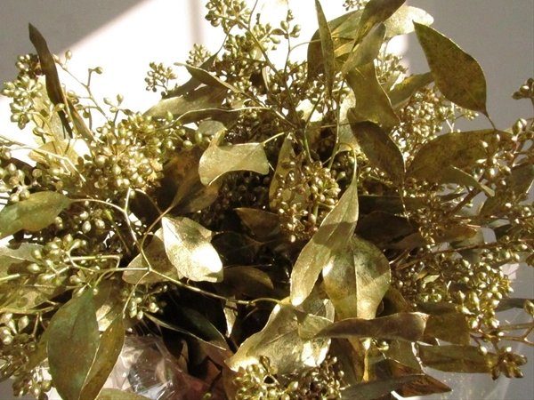 Kì lạ cây mọc vàng từ lá và nó cũng được trồng nhiều ở việt nam