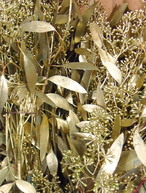 Kì lạ cây mọc vàng từ lá và nó cũng được trồng nhiều ở việt nam