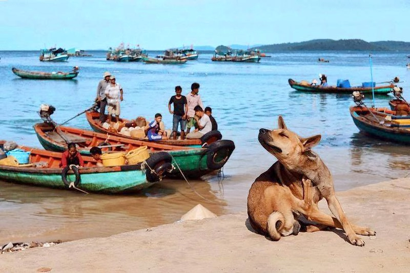 Loài chó bơi giỏi như rái cá đôi chân có màng như chân vịt