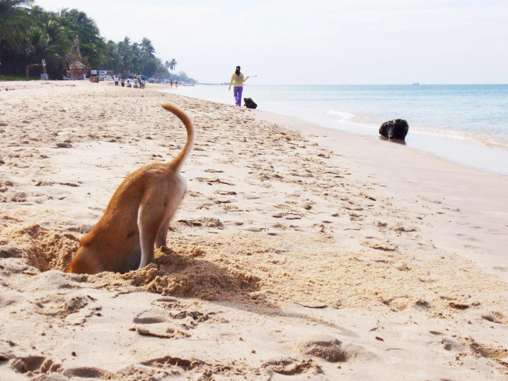 Loài chó bơi giỏi như rái cá đôi chân có màng như chân vịt