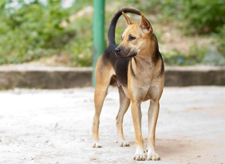 Loài chó bơi giỏi như rái cá đôi chân có màng như chân vịt