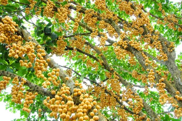 Mãn nhãn những loại cây mắn nhất thế giới có cây cho hàng chục nghìn quả