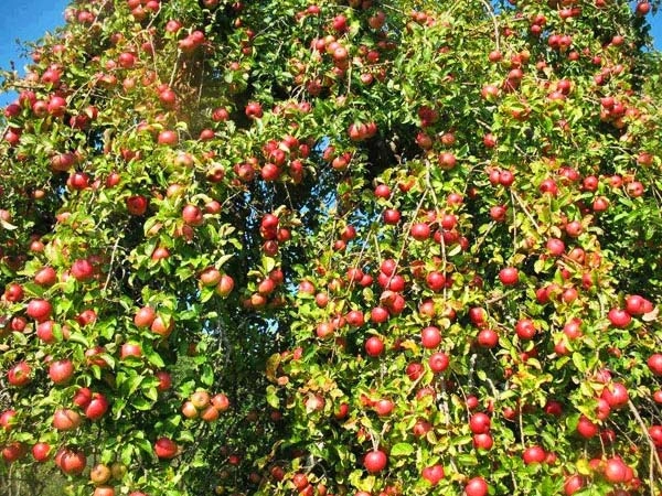 Mãn nhãn những loại cây mắn nhất thế giới có cây cho hàng chục nghìn quả